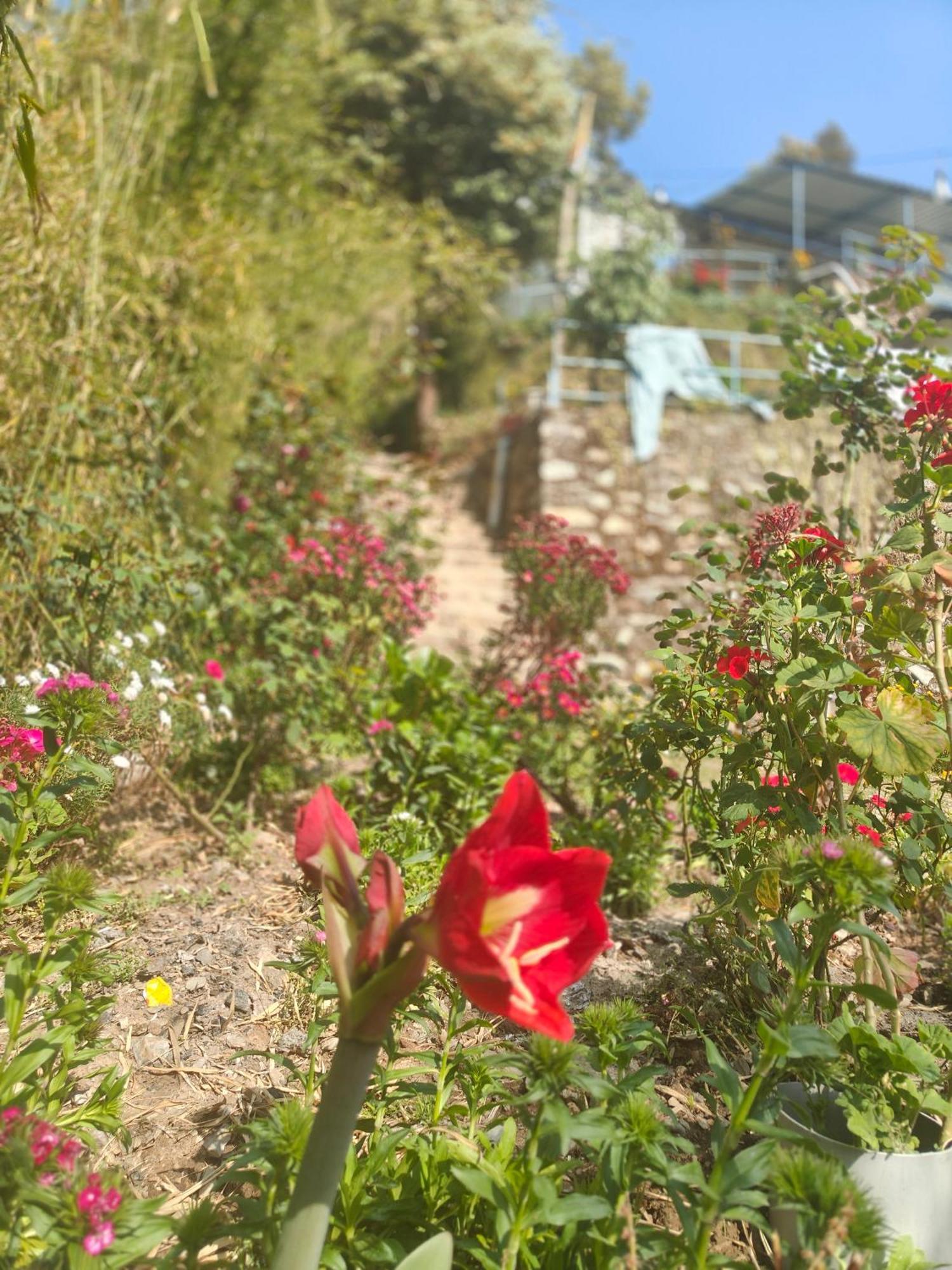 Himwanderer Camps & Cottages Pangot ناينيتال المظهر الخارجي الصورة