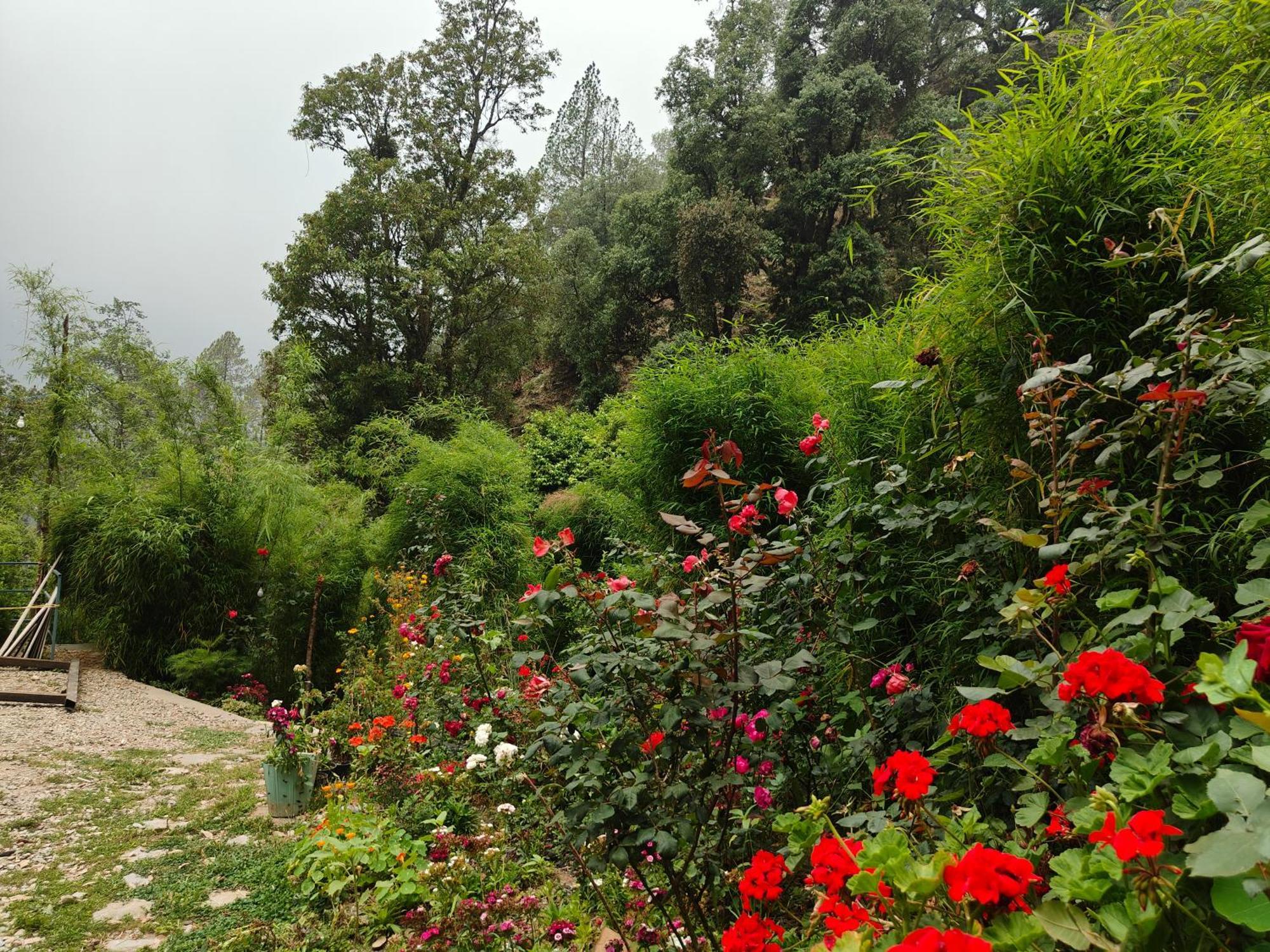 Himwanderer Camps & Cottages Pangot ناينيتال المظهر الخارجي الصورة